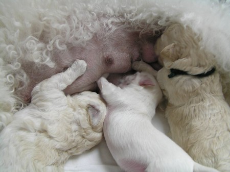 BOREAS, CRISTIAN a BETRUX zatím sají